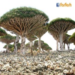 جزيرة سقطرى في اليمن .