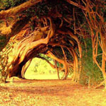 ممر من الأشجار الصنوبرية عمرها 1000 ع...