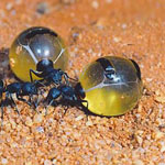 يدعى هذا النوع من النمل “نمل العسل” أ...