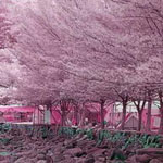 أشجار الكرز الوردية في اليابان