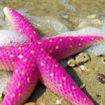 نجم البحر الوردي... يا لجمال الطبيعة