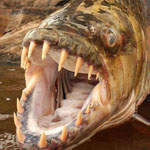 سمكة النمر تعتبر هذه السمكة واحدة من أكبر الأسماك التي تعيش في المياه العذبة والأكثر خطورة في العالم