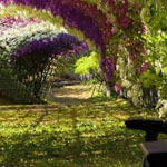 زهور الويستريا ، حديقة كواتشي فوجي ، ...