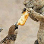 ما اجمل الرحمه بين الحيوانات والمشاركه فى الطعام!