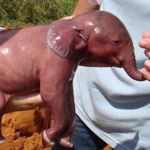 فيلاً حديث الولادة