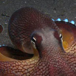 صورة مدهشة لأخطبوط جوز الهند الذي يوجد في المحيط الهندي قرب إندونيسيا