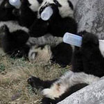 صورة رائعة لصغار دب الباندا يشربون الحليب عبر الرضاعة 