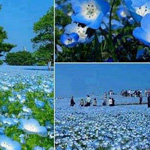 زهور حدائق هيتاشي الجميلة - اليابان 