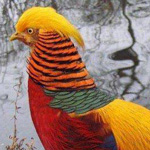 طائر الدراج الذهبى من أجمل الطيور الملونة في العالم