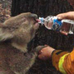رجل إطفاء يعطي الماء إلى كوالا خلال حرائق غابات فيكتوريا أستراليا 2009