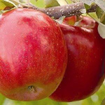 ثمرات التفاح على الشجر قبل قطفها