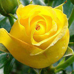 الورده الصفراء  تمثل السعاده والغيره في الحب