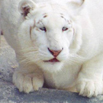 النمر الأبيض