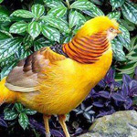 طائر الدراج الذهبي من اجمل الطيور الملونة في العالم