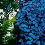 الفراشات الزرقاء في غابات الامازون ال...