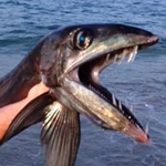 مخلوق بحري يمتلك أسناناً حادة وطويلة 