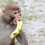ههه صورة لقرد يسرق الموز