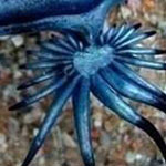 تنين البحر الازرق واحد من اجمل المحار في العالم وهو من النوع السام