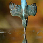 طائر الرفراف المعروف بسرعنه الفائقة بالغطس لالتقاط الاسماك