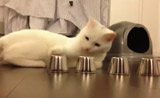 قطة تربح بلعبة الفنجان! مذهل!!!