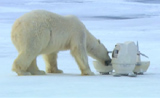 لقطات رائعة لدب القطبي في تحطيم كاميرات التجسس 