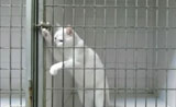 كاميرا خفية تظهر محاولة القط  الهروب من السجن مدهش